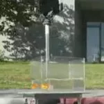Forscher der Ben-Gurion Universität in Israel ließen Fische in einem „Auto“ herumfahren. Das Experiment gab interessante Aufschlüsse über ihren Orientierungssinn. Foto: Ben-Gurion Universität (Twitter)