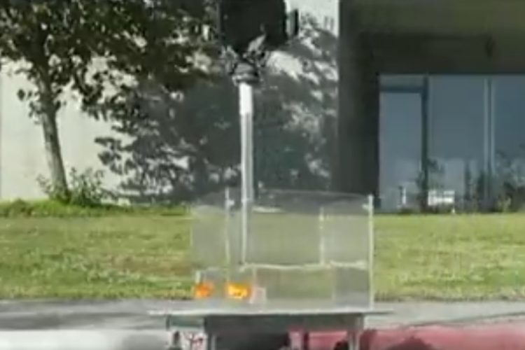 Forscher der Ben-Gurion Universität in Israel ließen Fische in einem „Auto“ herumfahren. Das Experiment gab interessante Aufschlüsse über ihren Orientierungssinn. Foto: Ben-Gurion Universität (Twitter)