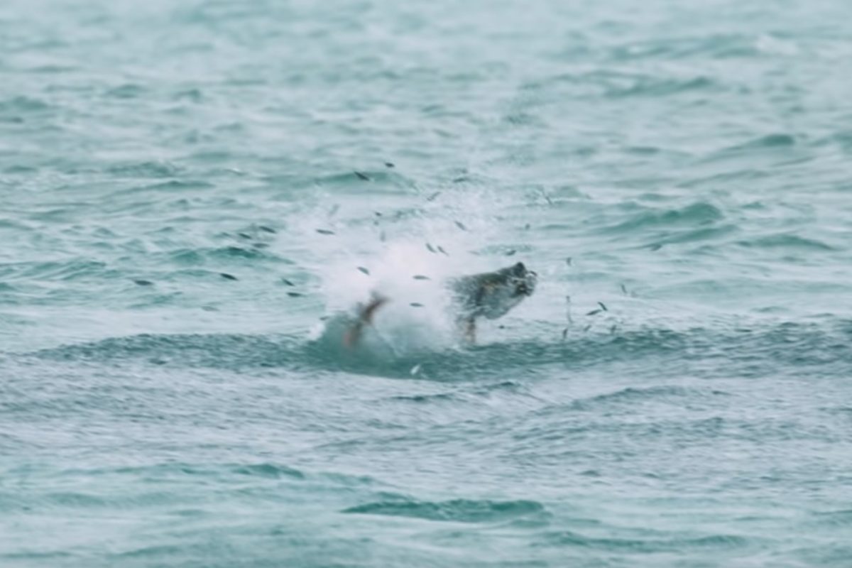 Wo so viel Nahrung zu finden ist, sind Raubfische nicht weit. Foto: BlacktipH / YouTube (Screenshot)
