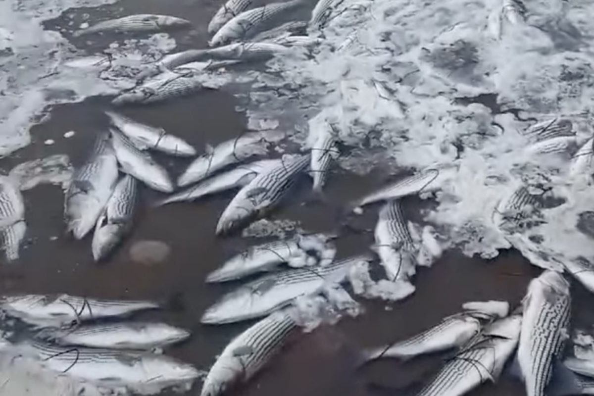Jäger fanden eine große Menge toter Fische vor Nova Scotia in Kanada – allesamt Streifenbarsche. Vermutlich starben sie durch einen Kälteschock. Foto: PMWA (Facebook)