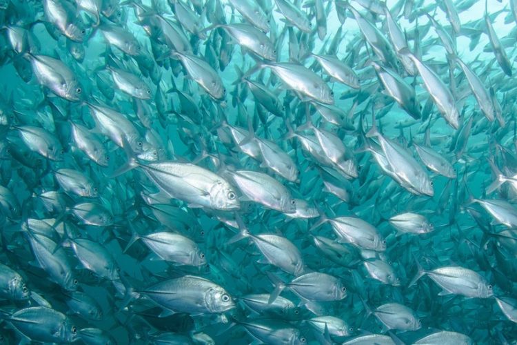 Bedeuten wärmere Meere, dass Fische in Zukunft kleiner werden? (Symbolfoto) Foto: Unsplash / Jean Wimmerlin