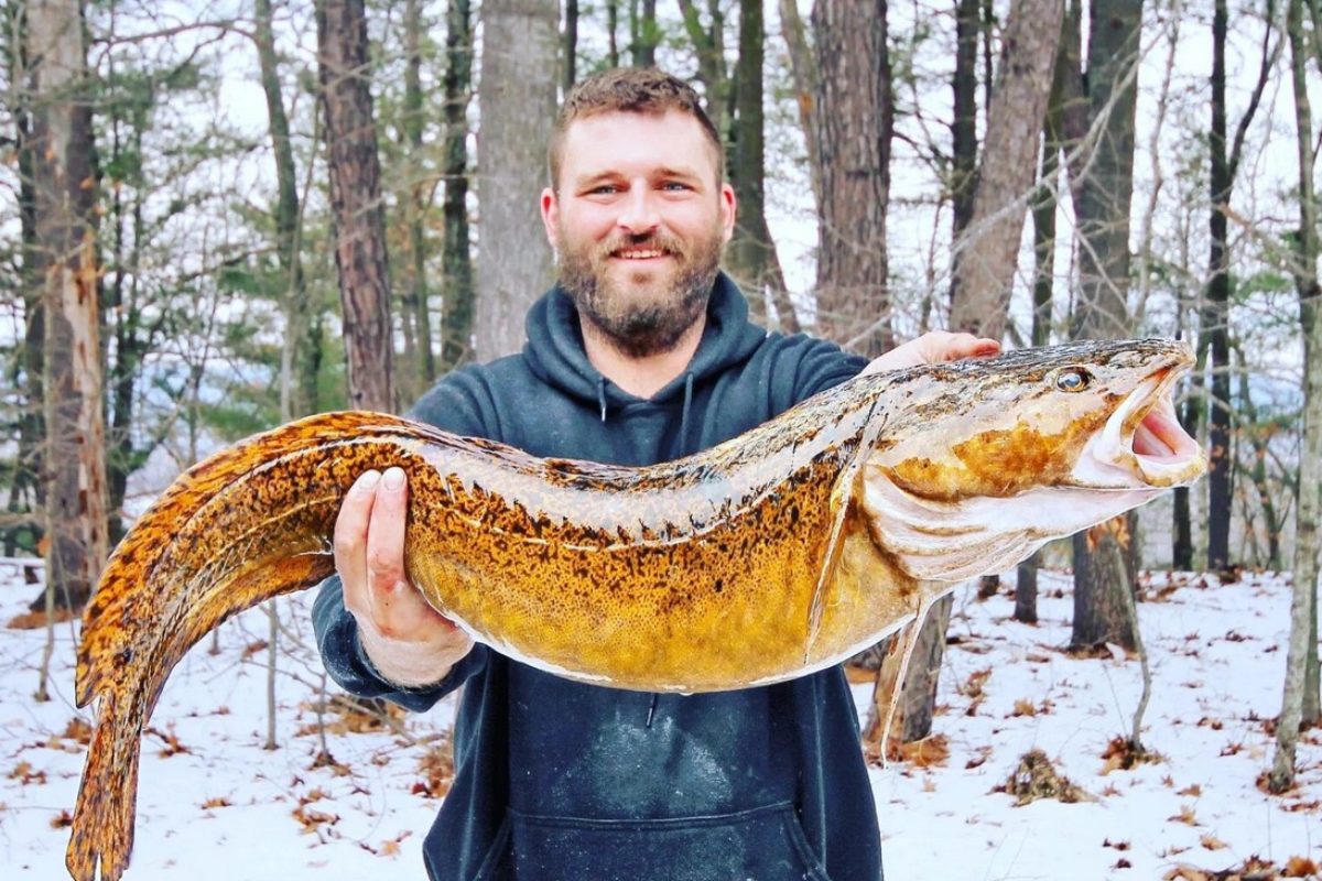 Diese Quappe von fast 6 Kilogramm wurde als neuer Rekord im US-Bundesstaat New Hampshire anerkannt. Foto: R. Ashley (via Facebook)