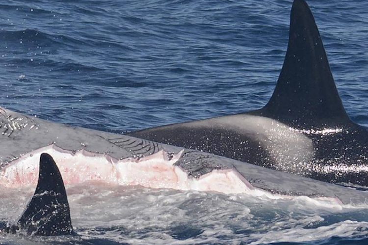 Mehrere Orcas attackieren den Blauwal und beißen große Stücke aus ihm heraus. Foto: Flinders University