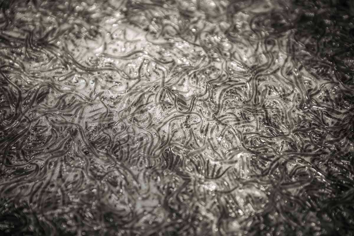 Ein Kilogramm Glasaal – das sind etwa 3.000 Fische. Die Menge der jährlich ankommenden Individuen scheint laut ICES seit 2011 nicht weiter zu sinken. Foto: Florian Büttner