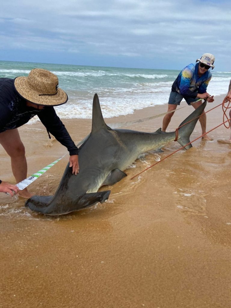 Der Hai maß etwas über drei Meter. Ein Fang dieser Größe ist echt selten.