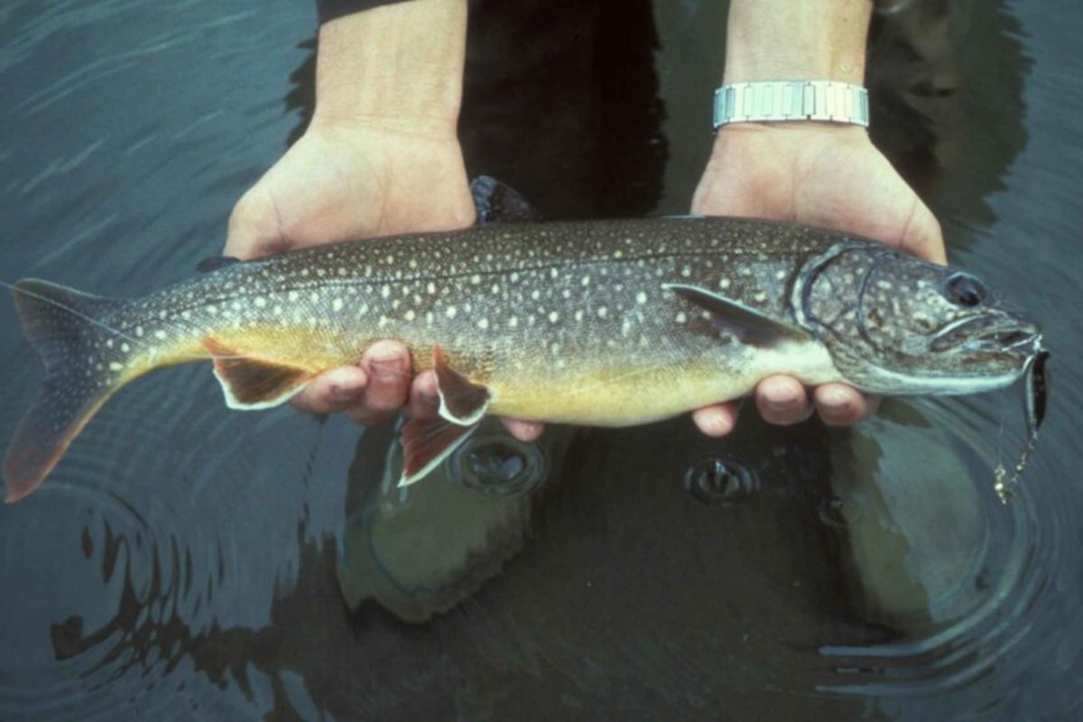 Ein Bestand von Seesiblingen in Kanada zeigte ein interessantes Phänomen: Die Fische altern nicht. Möglich machen das ihre Lebensumstände. Foto: U.S. Fish and Wildlife Service