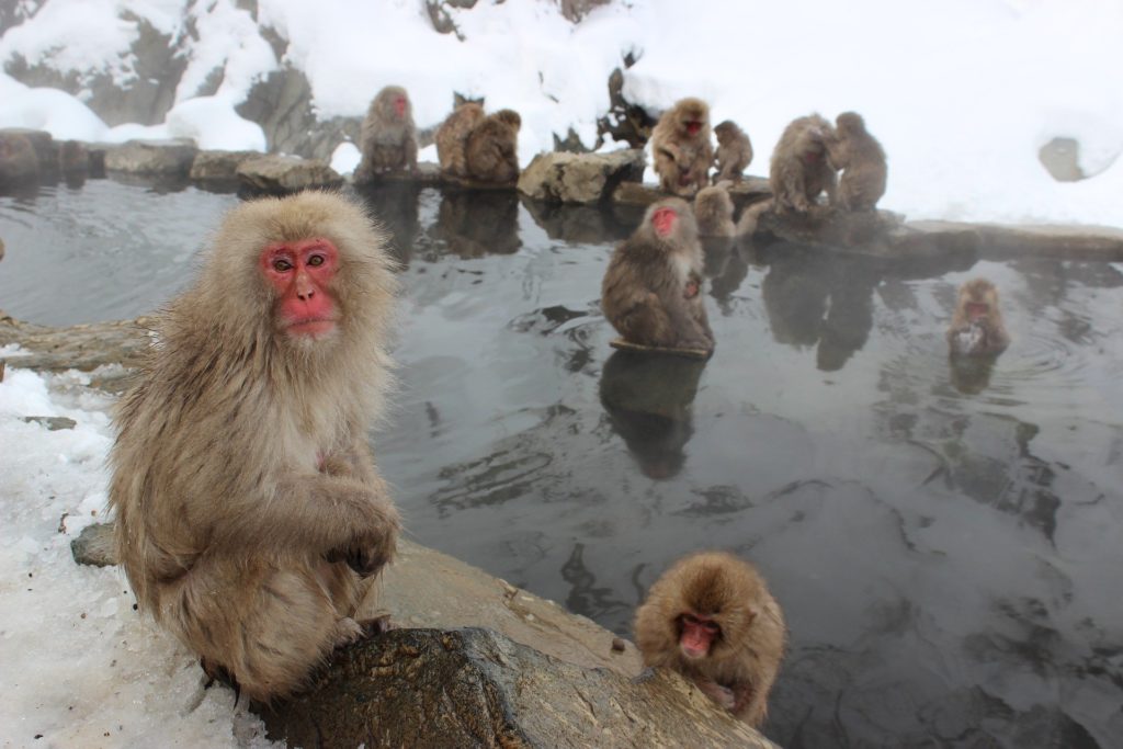 Die Makaken leben im Hida-Gebirge, den „japanischen Alpen“, und trotzen den kalten Wintern, indem sie in heißen Quellen baden. Foto: Pixabay / andrew_t8