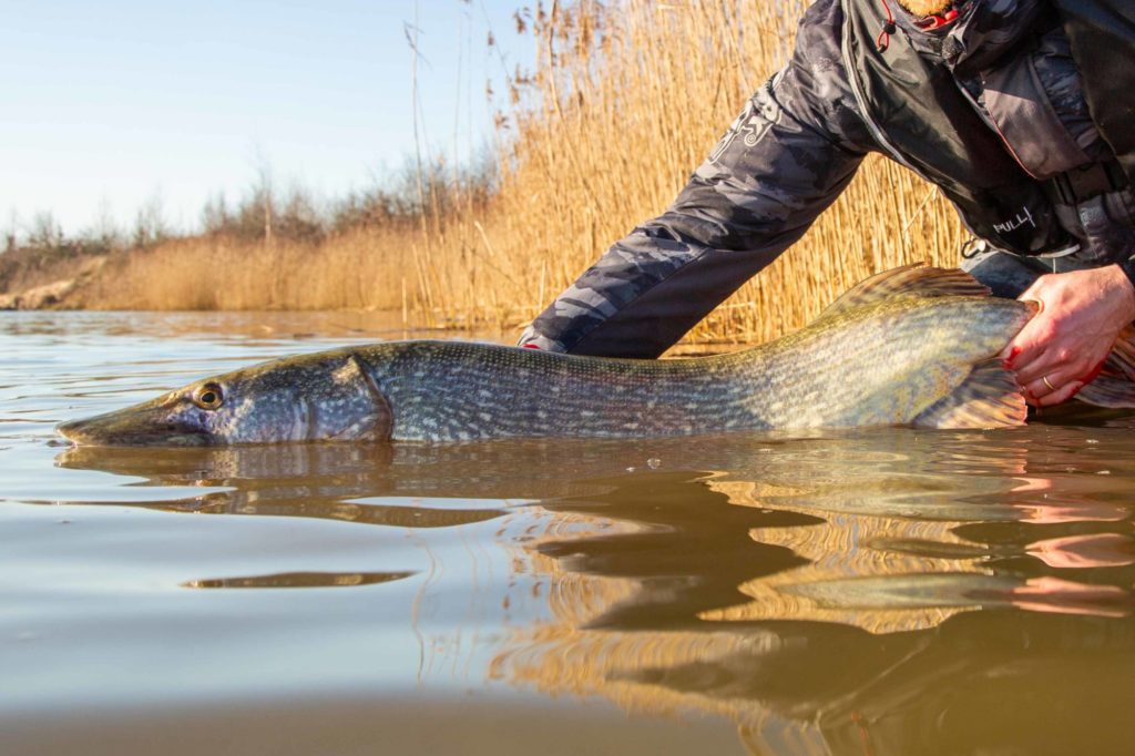 Großer Hecht wird zurückgesetzt an einem sonnigen Tag im Frühling