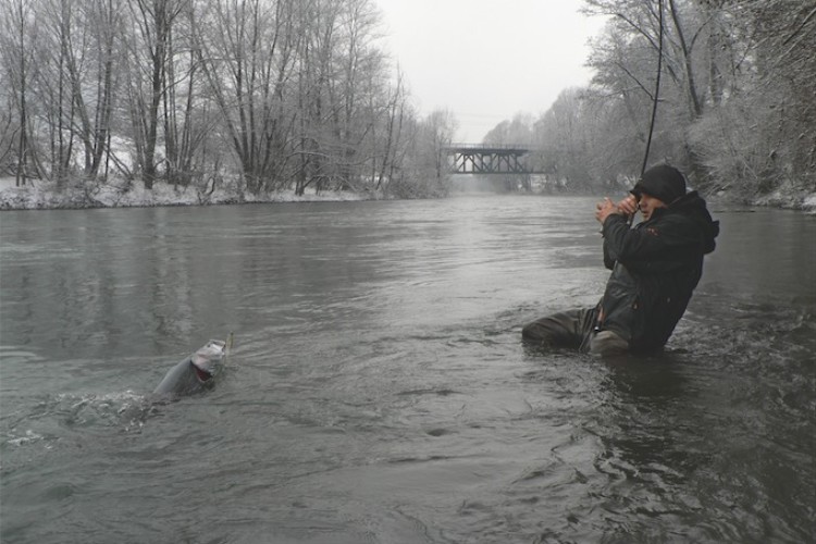 Kurz vor der Landung: Jure Ramovz drillt einen schönen Huchen. Der slowenische Guide führt Angler zu ihrem Traumfisch. Foto: R. Ovensen