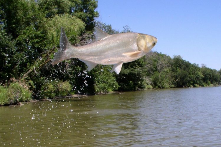 Silberkarpfen springen oft aus dem Wasser und können Bootsfahrer verletzen. Sie stellen in den USA ein Gefahr für das gesamte Ökosystem dar. Foto: USGS (Public Domain)