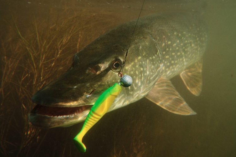 Hechtbisse sind in der Rute deutlich spürbar, doch auch unter Wasser richtig spektakulär. Foto: O. Portrat