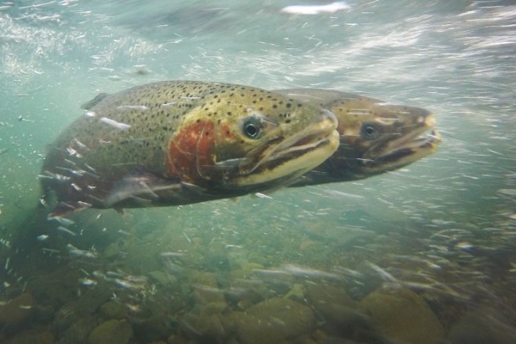 Die Steelhead ist eine Unterart der Regenbogenforelle. (Symbolbild) Foto: Pixabay / California Sea Grant