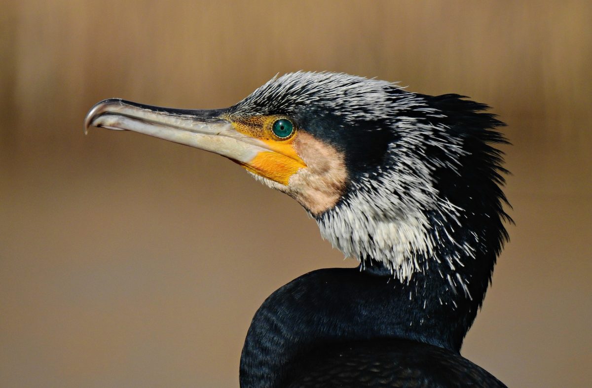 Kormoran oder Berufsfischer Wer entnimmt mehr Fisch? BLINKER