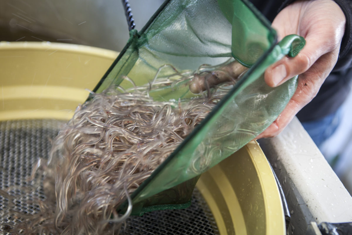 Seit vielen Jahren engagieren sich Angler für die Erhaltung des Aals. Doch das wird nicht gesehen – stattdessen ist für viele ein Fangverbot die letzte Option. Foto: Florian Büttner / DAFV