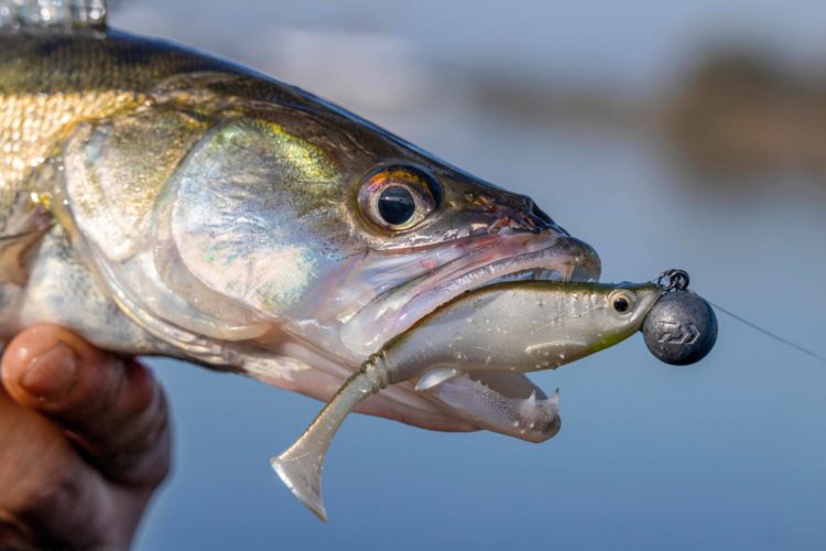 Zander mit Gummifisch am Bleikopf im Maul
