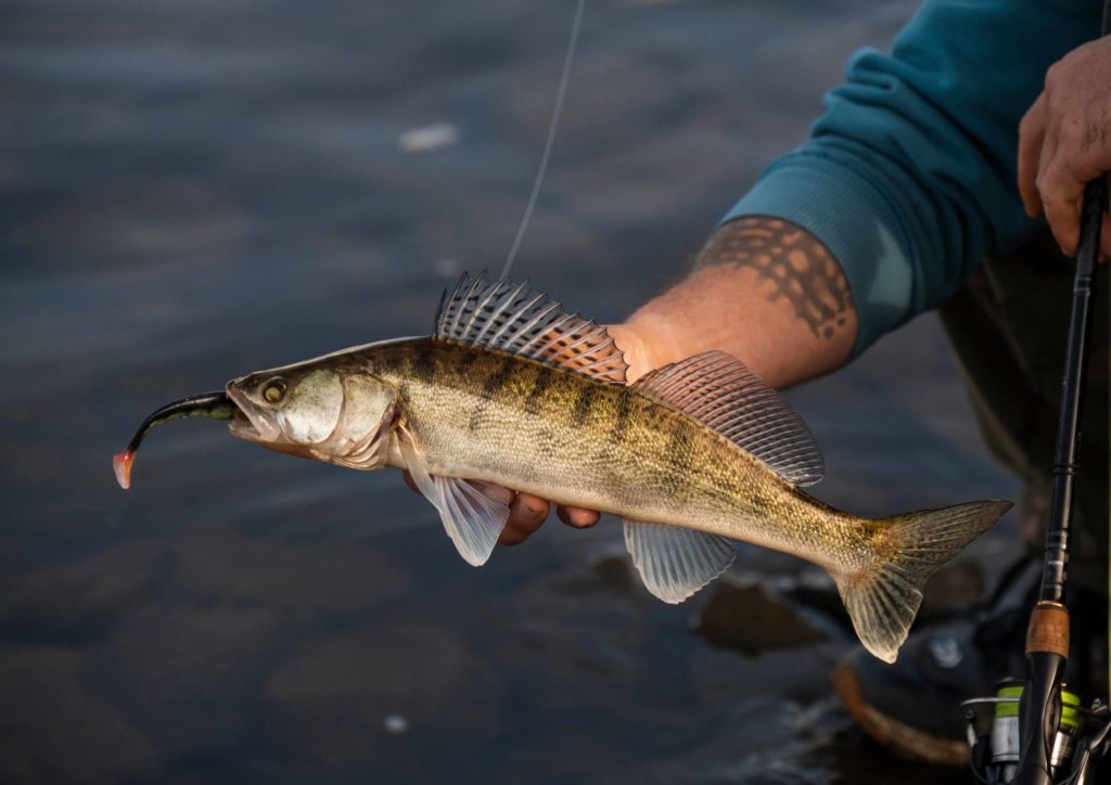 Zander mit Gummifisch im Maul wird knapp über der Wasseroberfläche gehalten
