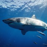 Ein Haiangler sprang in den Atlantik, um seine verfangene Angelschnur zu lösen. Am anderen Ende schwamm ein Weißer Hai. (Symbolbild) Foto: G. Schömbs / Unsplash
