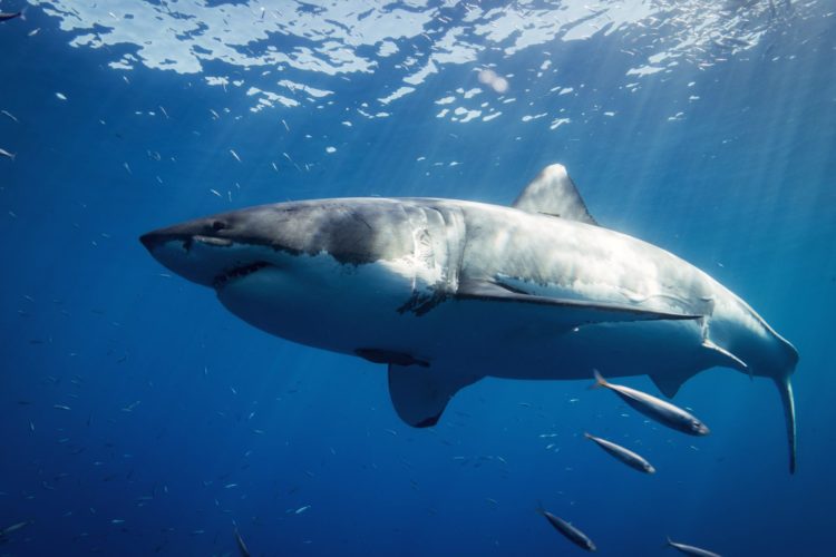 Ein Haiangler sprang in den Atlantik, um seine verfangene Angelschnur zu lösen. Am anderen Ende schwamm ein Weißer Hai. (Symbolbild) Foto: G. Schömbs / Unsplash