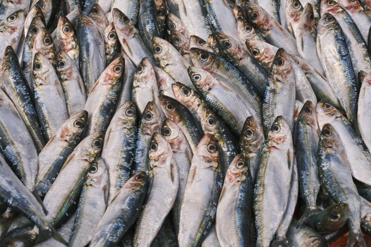 Eine Million Kilo Hering – so viel Fisch verkauften Fischer aus Maine im Verlauf von drei Jahren, ohne die Fänge zu melden. Den Gewinn steckten sie sich in die eigene Tasche. Foto: Pixabay / Engin Akyurt