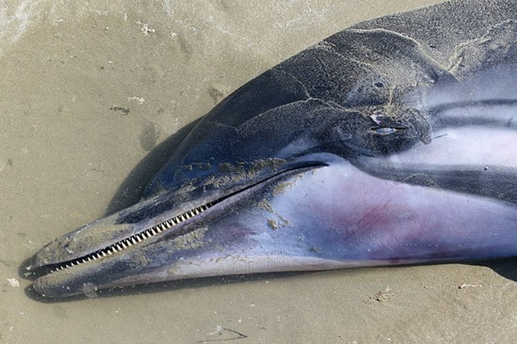 In den vergangenen Jahren sind immer mehr Delfine an der französischen Küste gestrandet. Experten sehen ein Fischereiverbot als einzigen Ausweg. (Symbolbild): Foto: Wikimedia Commons