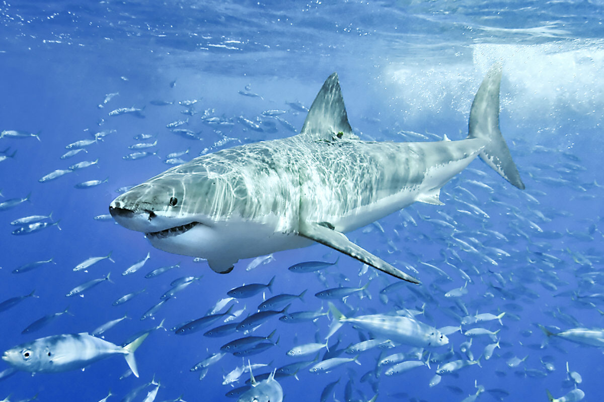 Weißer Hai, umringt von Fischen. Der Weiße Hai gehört zu den größten Raubtieren der Welt. Foto: Wikimedia Commons