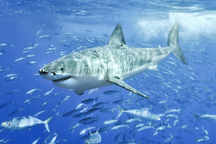 Der Weiße Hai gehört zu den größten Raubtieren der Welt. Foto: Wikimedia Commons
