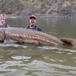 Biologen aus dem US-Bundesstaat Idaho fingen drei Störe im Snake River – alle waren über drei Meter lang. Foto: Joe DuPont / IDFG