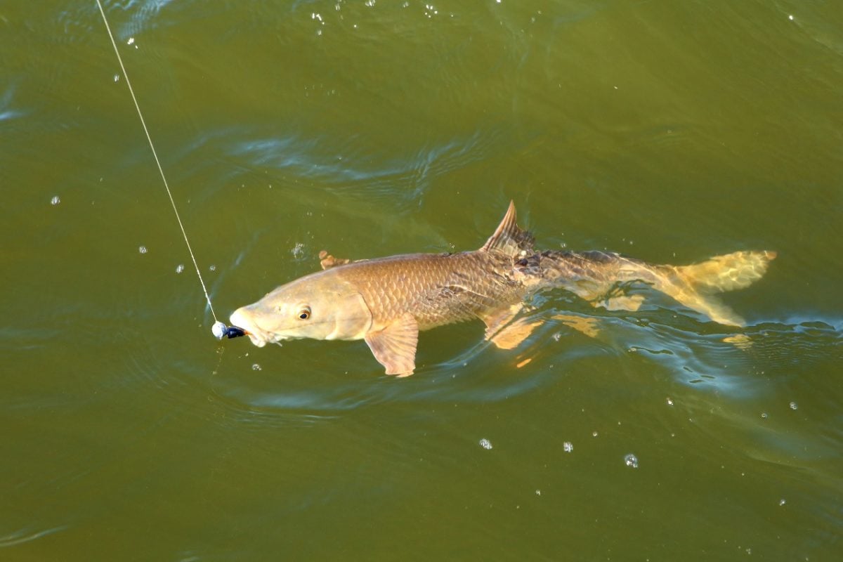 Wandernde Friedfische sind offenbar keine Seltenheit. Bei Barben zeigten sich in einer Studie interessante Unterschiede zwischen „Wanderern“ und „Stubenhockern“. Foto: O. Portrat