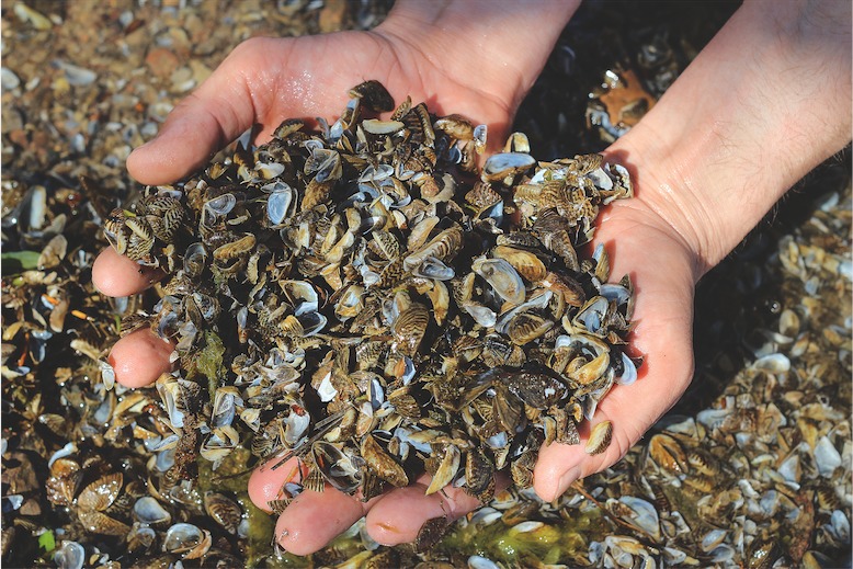 Dreikantmuscheln