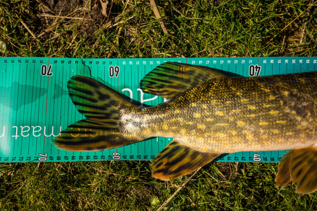Der normale Polderhecht misst zwischen 60 und irgendwo-Ende-70 Zentimetern. Fische bis Mitte 80 sind aber noch recht häufig. Foto: Sander Boer / Sportvisserij Nederland