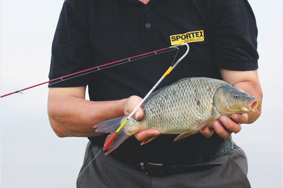Angler hält Barsch in die Kamera und Schwingspitze daneben.