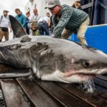 „Scot“ ist ein großer Weißer Hai, der im September vor Kanada markiert wurde. Seitdem hat er 5.000 Kilometer zurückgelegt. Foto: OCEARCH