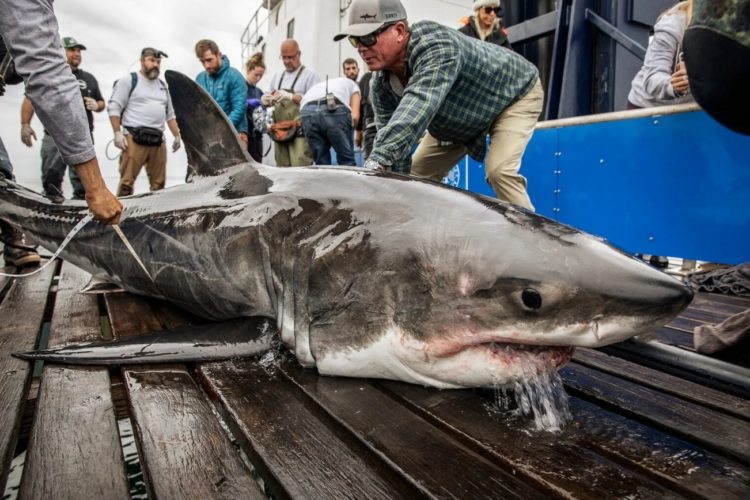 „Scot“ ist ein großer Weißer Hai, der im September vor Kanada markiert wurde. Seitdem hat er 5.000 Kilometer zurückgelegt. Foto: OCEARCH