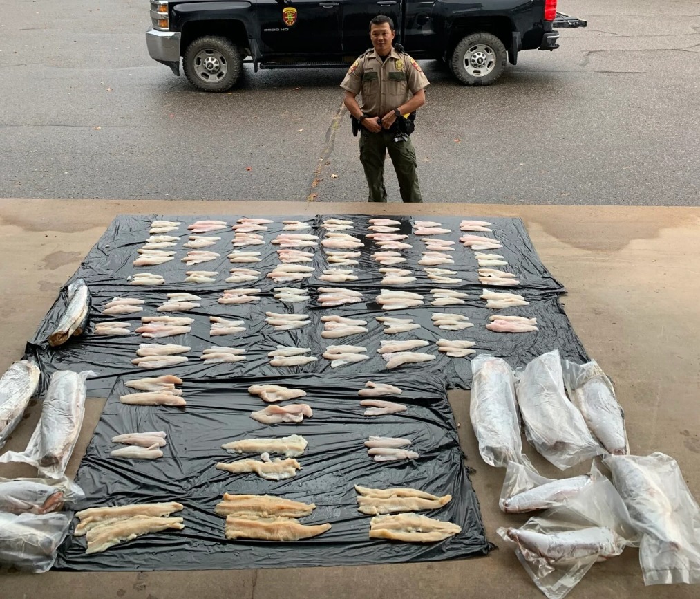Einige der Walleyes waren bereits filetiert, andere am Stück eingefroren. „Pure Völlerei“, beschrieb der Beamte seinen Fund. Foto: Minnesota DNR