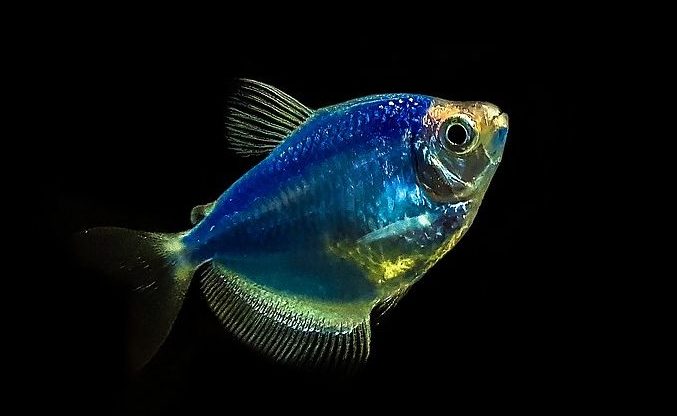 Dieser gentechnisch veränderte GloFish hat den ausgefallenen Namen "kosmisches Blau", natürlich degenerierend, besser bekannt als Trauerumhangsalmler.  Foto: Wikimedia Commons