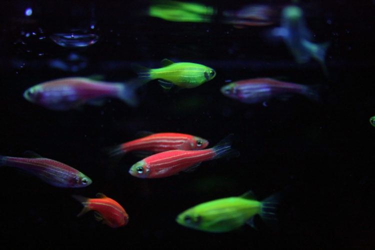 Der sogenannte GloFish ist kann im Dunkeln leuchten, aber jetzt scheint er sich im Atlantischen Regenwald auszubreiten. Foto: Flickr/Karen Swain