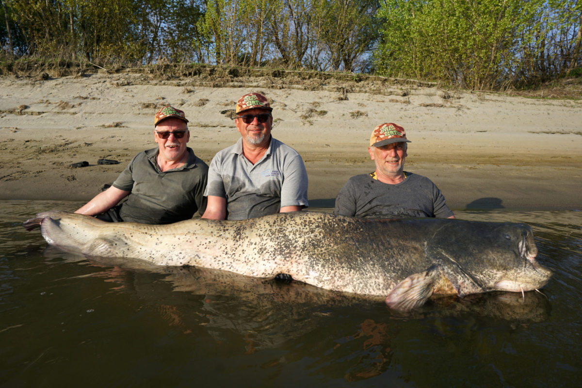 Bernd Moser (rechts) brauchte zwei weitere Angler, um den 266 Zentimeter langen Wels der Kamera zu präsentieren. Foto: Neckarwaller