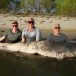 Bernd Moser (rechts) brauchte zwei weitere Angler, um den 266 Zentimeter langen Wels der Kamera zu präsentieren. Foto: Neckarwaller