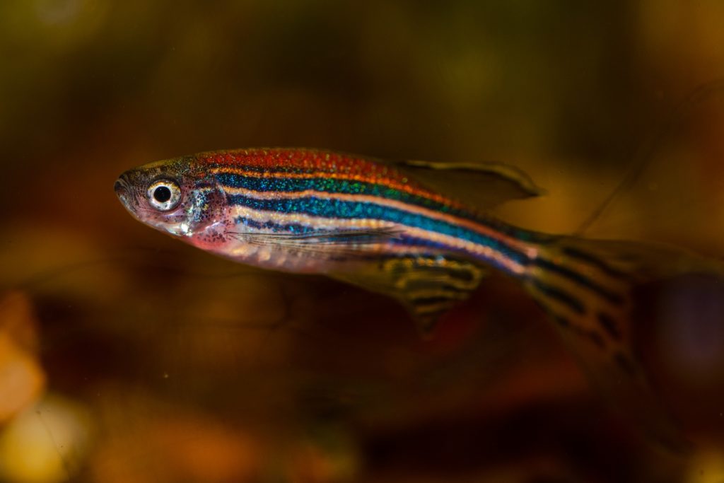 Zebrafisch im Profil.
