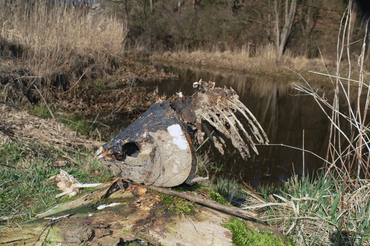 Nicht mehr als ein paar Gräten und die Kopfplatten blieben von diesem ca. 20-pfündigen Karpfen. Der Rest landete im Magen von Fischottern. Foto: E. Hartwich