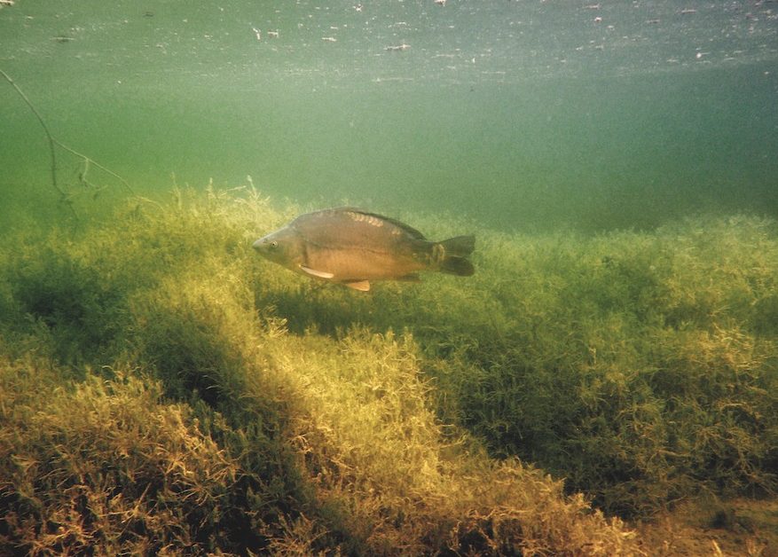Kämpfe unter Wasser in einem Dschungel aus Unterwasserpflanzen.
