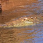 In Gewässern mit Krokodilen ist äußerste Vorsicht geboten. Angriffe auf Menschen gehen oft tödlich aus. Foto: O. Portrat