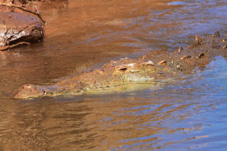 In Gewässern mit Krokodilen ist äußerste Vorsicht geboten. Angriffe auf Menschen gehen oft tödlich aus. Foto: O. Portrat