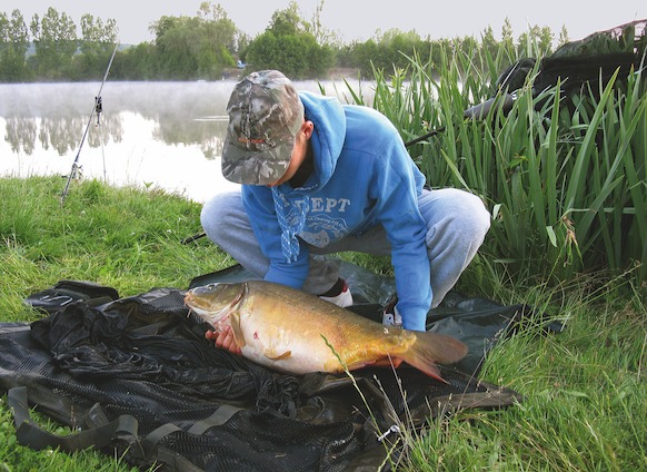 Angler hebt Karpfen aus Hälterung