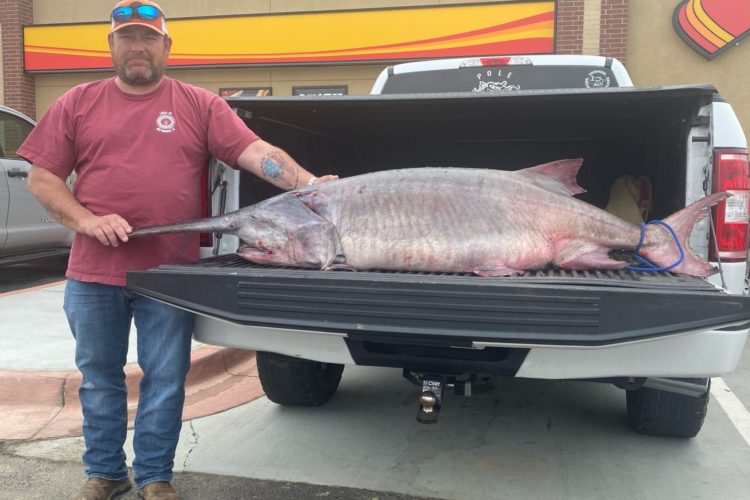 Mit diesem Rekord-Stör trägt sich Angler Chad Collins in die Rekordbücher ein. Foto: Tennessee Wildlife Resources Agency