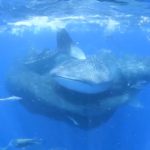 Beeindruckende Aufnahmen: Walhaie machen gemeinsam mit Thunfischen und Sturmtauchern Jagd auf einen Schwarm Beutefische. Foto: