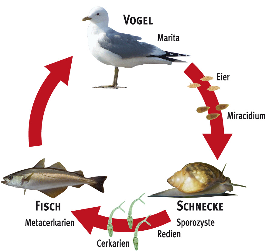 Der Lebenszyklus von Cerkarien ist kompliziert und umfasst eine Reihe von Tieren.