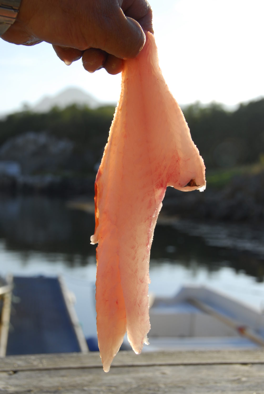 Fischparasiten Das Leben von anderen BLINKER