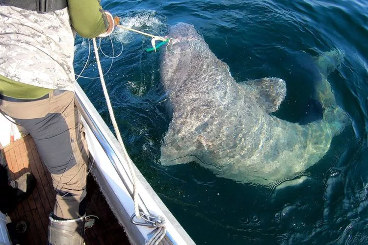 Neuer Rekord: Dieser Eishai ist der größte Fisch, den jemals ein Angler in Schweden gefangen hat. Foto: J. Larsson / Sportfiskarna