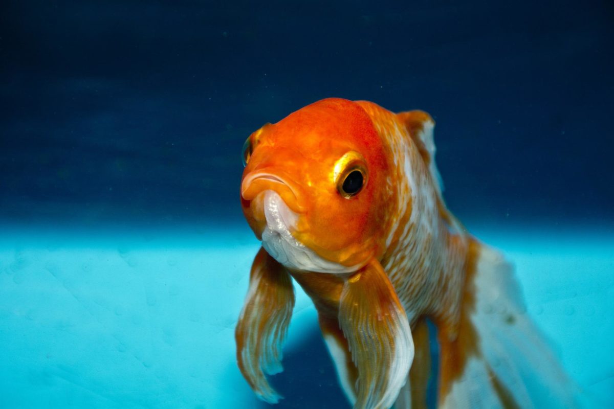 Goldfisch im Wasser.